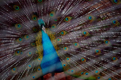 Close-up of peacock