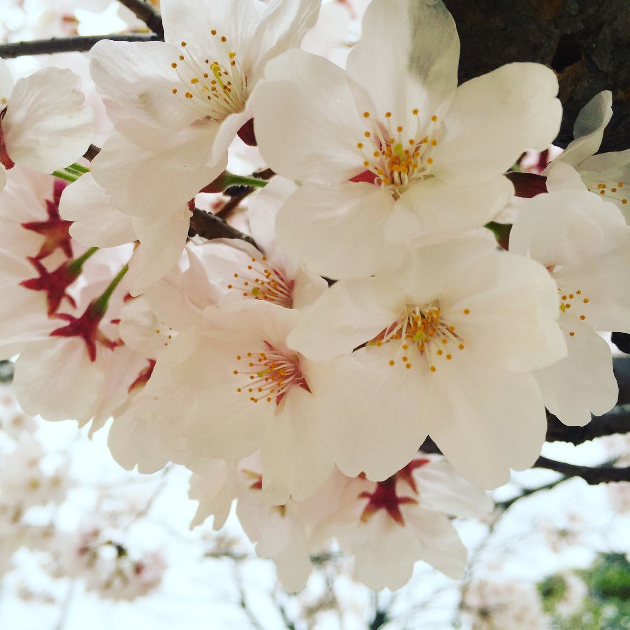 flower, petal, freshness, fragility, white color, flower head, beauty in nature, growth, nature, blooming, close-up, blossom, pollen, stamen, in bloom, cherry blossom, springtime, focus on foreground, white, botany