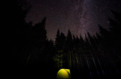 Low angle view of trees against sky at night