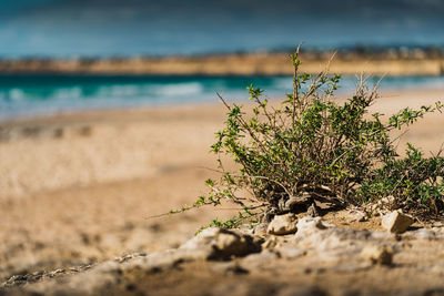 Plant growing on beach against sky