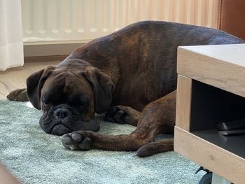 Close-up of dog sleeping at home