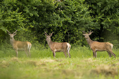 Deer standing on grassy field