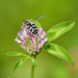 Close-up of insect on flower