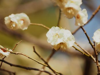 Close-up of cherry blossom on tree