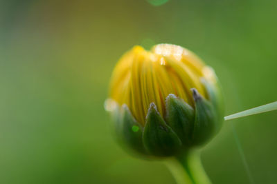 Close-up of yellow flower