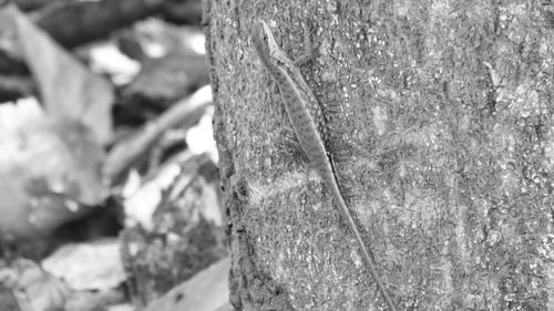 Close-up of tree trunk