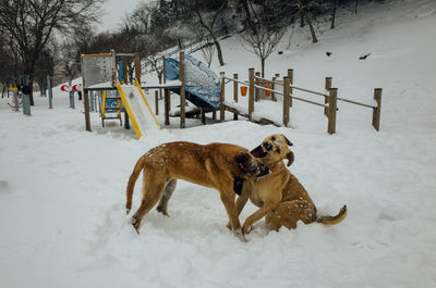 Dog on snow covered landscape