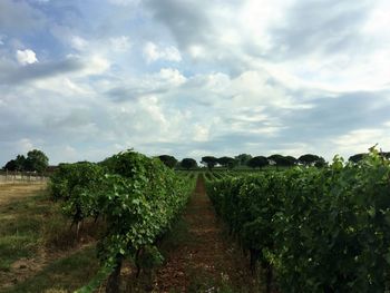 Scenic view of field against cloudy sky