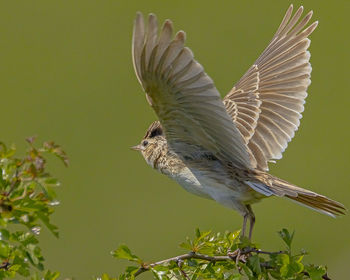 Close-up of a bird flying