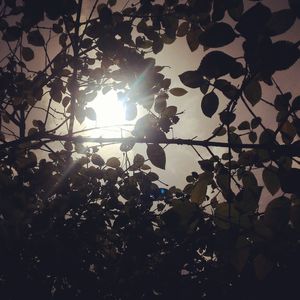 Low angle view of silhouette trees against sky