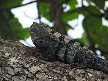 Close-up of lizard on tree