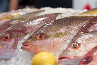 Close-up of fish for sale in market