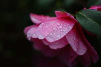 Close-up of wet pink flower