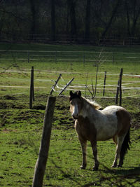 Horse standing in a field