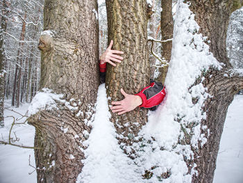 Male hands hold bark of tree trunk. rough tree bark with snow, leaves forest in background