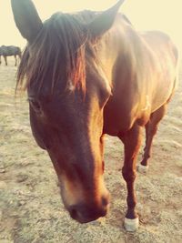 Horse standing in a field