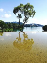 Reflection of trees in water