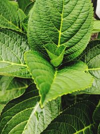 Full frame shot of green leaves