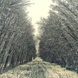 Bare trees in forest during winter