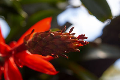 Close-up of red flower on plant