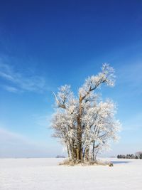 Bare trees on landscape