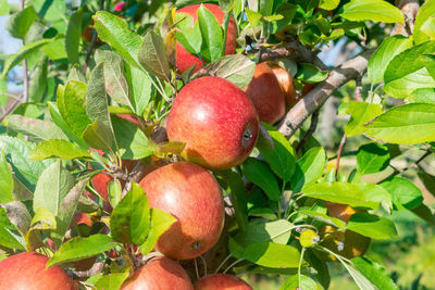 Close-up of apples growing on tree