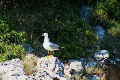 Seagull perching on rock