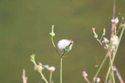 Close-up of flower against blurred background