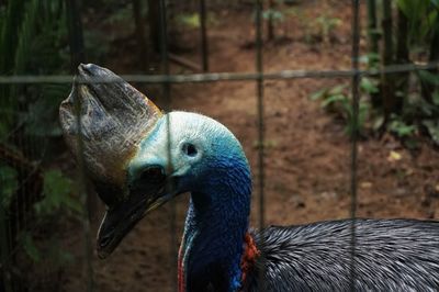 Close-up of peacock