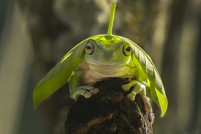 Close-up portrait of frog with leaf on rock