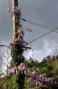 Low angle view of trees against sky