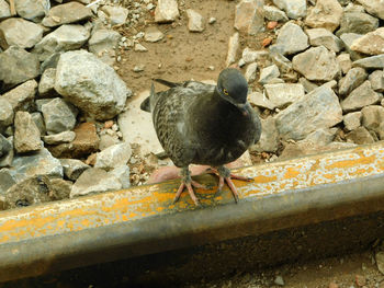 Close-up of bird perching on stone