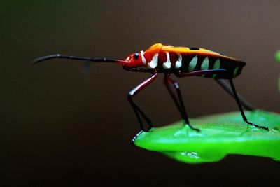 Close-up of damselfly on leaf