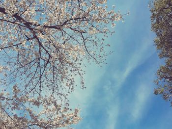 Low angle view of tree against sky