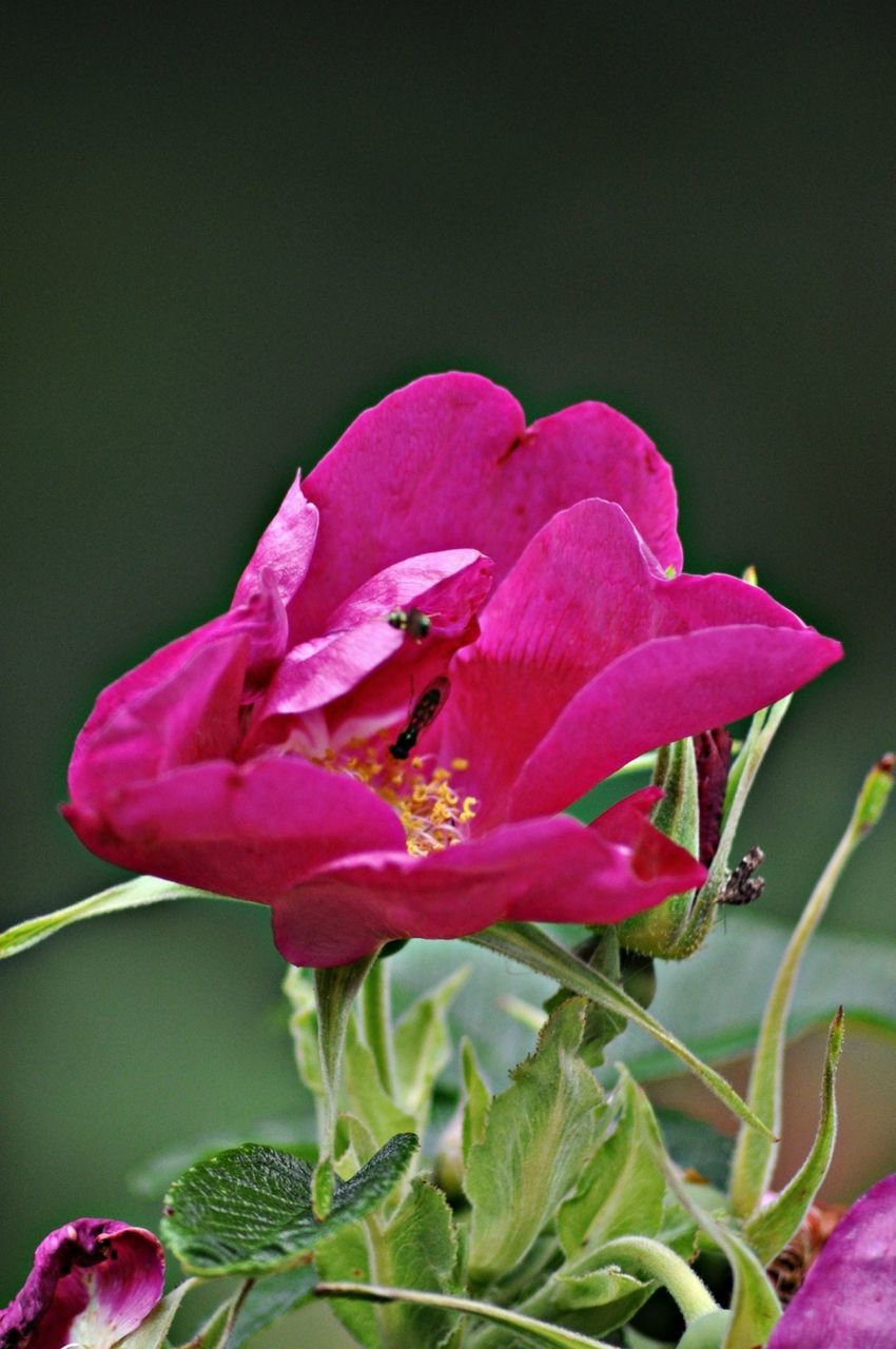 flower, petal, freshness, fragility, flower head, pink color, beauty in nature, growth, close-up, blooming, purple, plant, nature, leaf, focus on foreground, single flower, in bloom, stem, pink, park - man made space