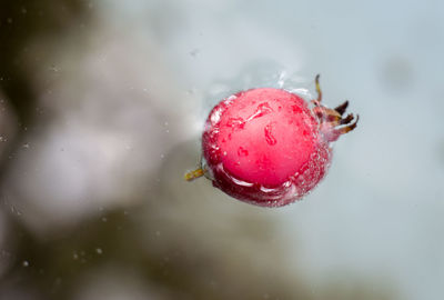 Hawthorn fruits float on the surface of the water. fruits float in the water.