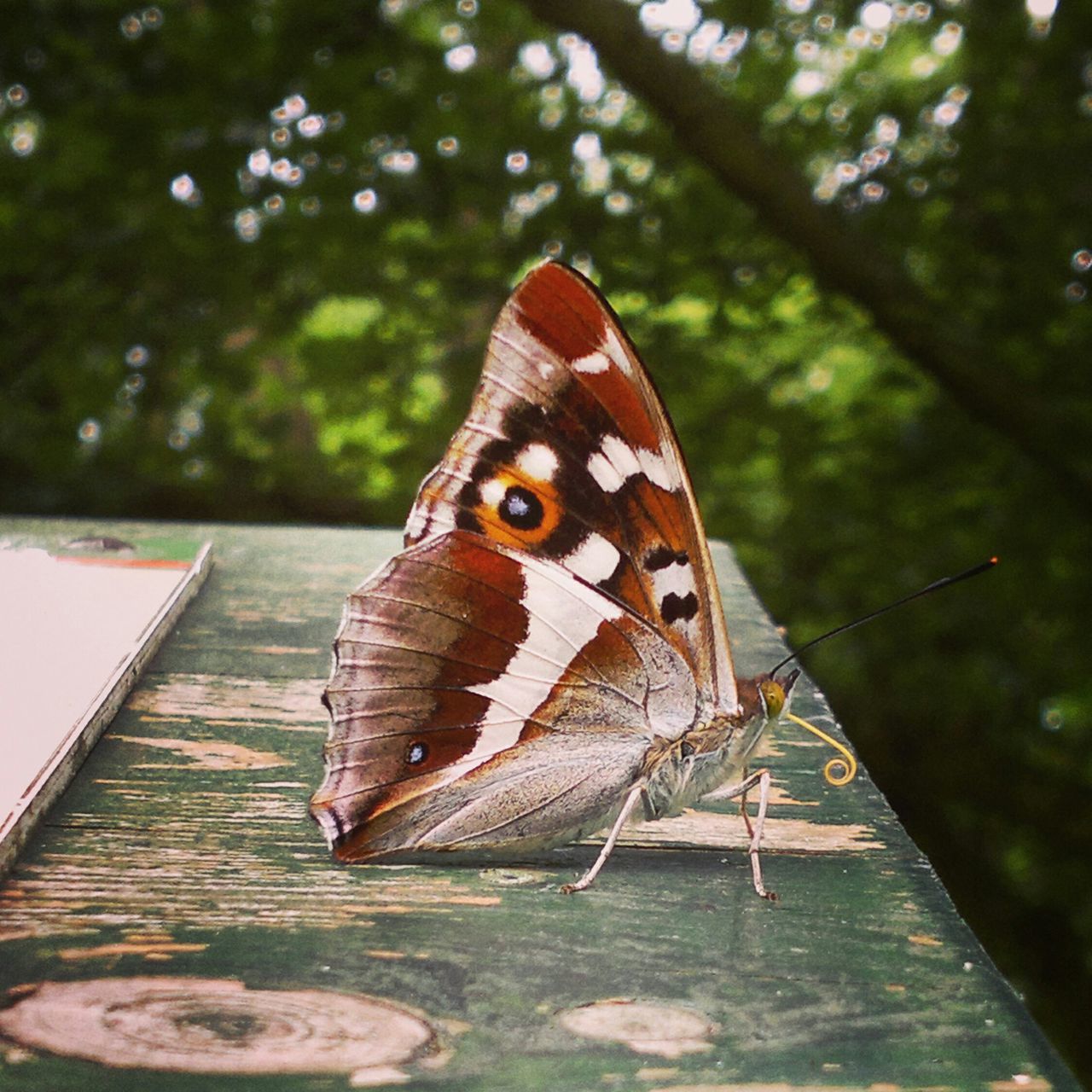 animal themes, one animal, animals in the wild, wildlife, focus on foreground, butterfly - insect, insect, close-up, animal markings, nature, butterfly, perching, natural pattern, beauty in nature, outdoors, wood - material, day, animal wing, no people, full length