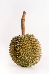 Close-up of cactus against white background