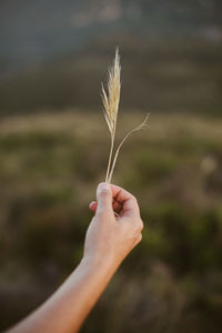 Close-up of hand holding wheat plant on field