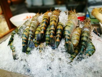 Close-up of seafood on crushed ice