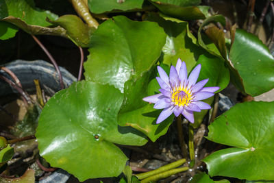 Close-up of purple flowering plant