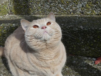 Portrait of cat looking up