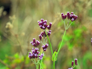 Close-up of purple flowering plant