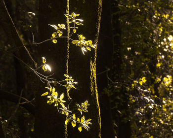 Close-up of flowering plant on tree