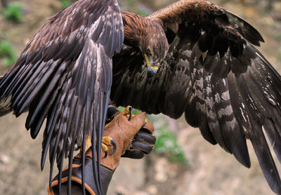 Cropped hand of animal trainer holding eagle 