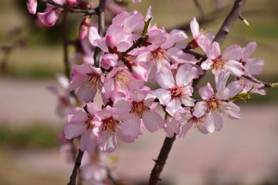 Close-up of pink cherry blossom tree