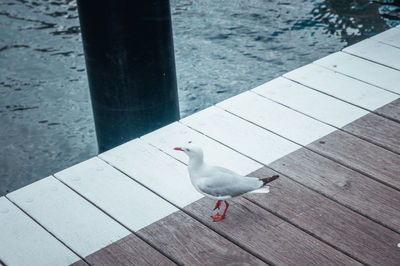 High angle view of seagull perching on footpath