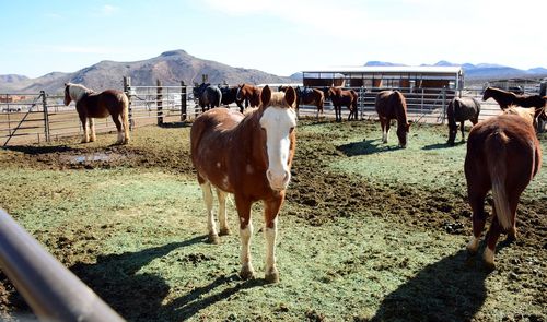 Horses standing on landscape against sky