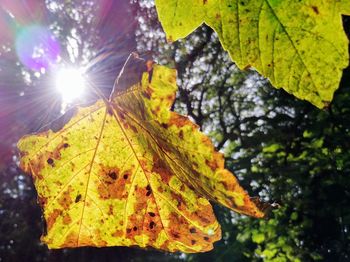 Close-up of maple leaves against bright sun