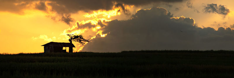 Silhouette plants on field against sky during sunset